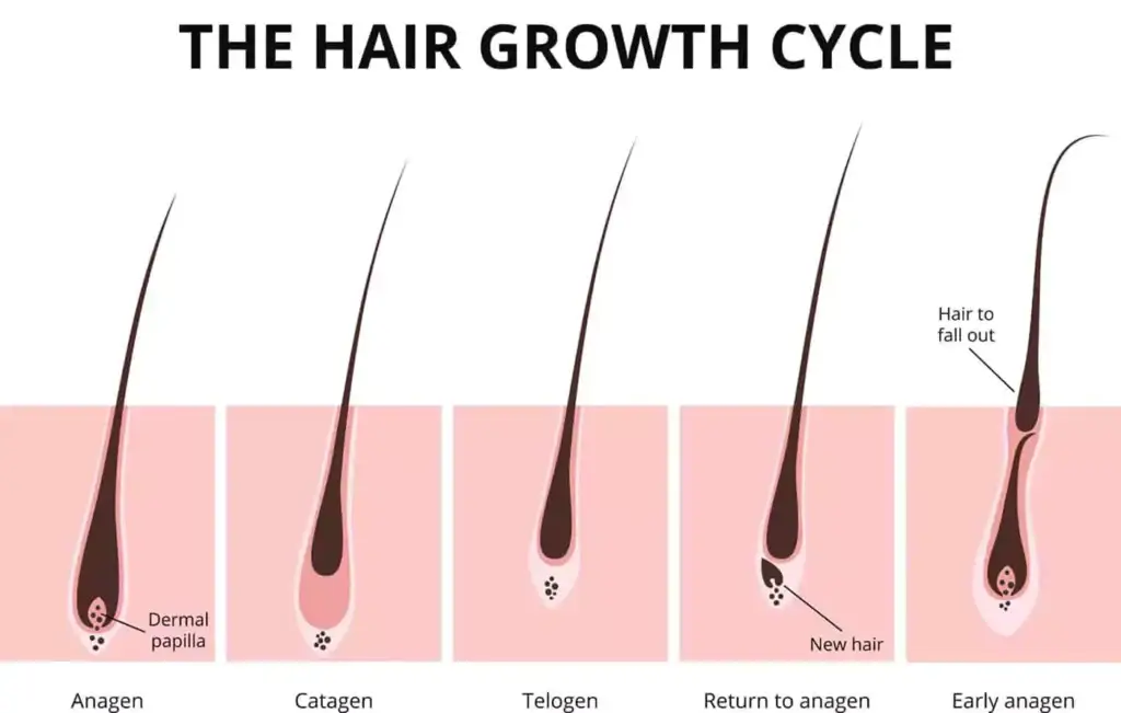 Diagram of the hair growth cycle showing anagen, catagen, telogen and early anagen phases