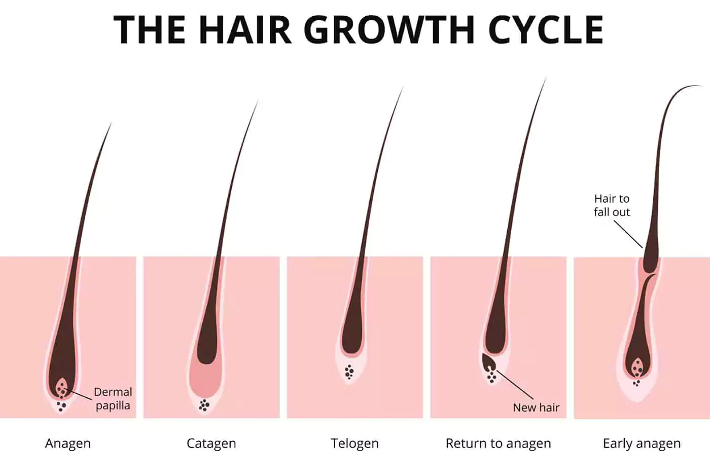 Diagram of the hair growth cycle showing anagen, catagen, telogen and early anagen phases
